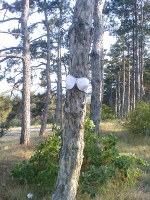 Прикрепленное изображение: DSC00432.JPG